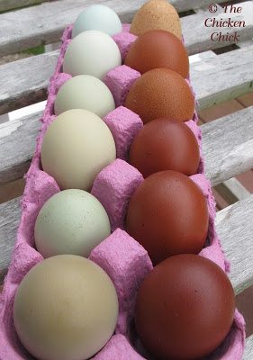 chicken eggs production