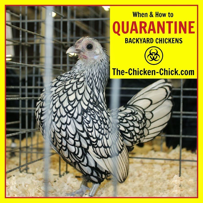 Quarantine of Backyard Chickens When and How The Chicken Chick®