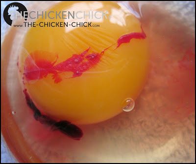 egg chicken eggs fertile fertilized chick blood hen myths facts embryo yolk unfertilized chickens inside whether vs ovary rooster candling
