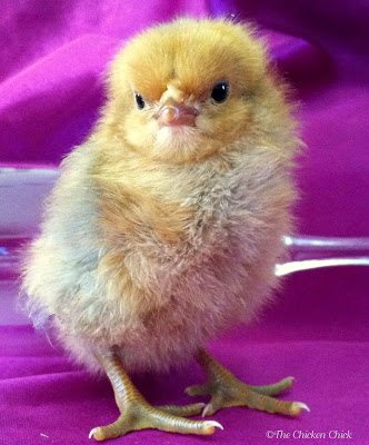 I named the chick "Eve" for obvious reasons, hoping that the power of positive thinking would will the chick to be female and that a part of Max could stay with me. I named the chick "Eve" for obvious reasons, hoping that the power of positive thinking would will the chick to be female and that a part of Max could stay with me.
