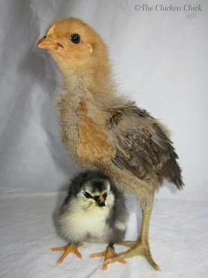 I named the chick "Eve" for obvious reasons, hoping that the power of positive thinking would will the chick to be female and that a part of Max could stay with me. I named the chick "Eve" for obvious reasons, hoping that the power of positive thinking would will the chick to be female and that a part of Max could stay with me.