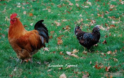 Max and (St)Eve live happily ever after with the Louden family, who have graciously continued (St)Eve’s photo journal every day this year. A Year in the Life of a Chicken, can be viewed on my Facebook page and on the Louden Farms Facebook timeline. I am confident we will continue to enjoy frequent updates about the boys from Jen and am grateful for her generosity and good humor in this endeavor and always. Max and (St)Eve live happily ever after with the Louden family, who have graciously continued (St)Eve’s photo journal every day this year. A Year in the Life of a Chicken, can be viewed on my Facebook page and on the Louden Farms Facebook timeline. I am confident we will continue to enjoy frequent updates about the boys from Jen and am grateful for her generosity and good humor in this endeavor and always.