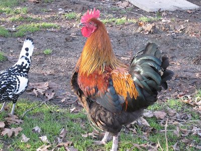 I very quickly grew attached to Max and wanted to keep him as long as possible. I very much wanted to hatch some of his babies and was waiting for my pullets to mature in order to mate them to him, but had no idea about fertility in roosters. In order to placate the neighbors, I brought Max into the garage or basement every night into his "man cave." We would let him out into the yard in the morning when he was less likely to wake up the neighbors. His days were numbered. I had to find a good, forever home for him. I very quickly grew attached to Max and wanted to keep him as long as possible. I very much wanted to hatch some of his babies and was waiting for my pullets to mature in order to mate them to him, but had no idea about fertility in roosters. In order to placate the neighbors, I brought Max into the garage or basement every night into his "man cave." We would let him out into the yard in the morning when he was less likely to wake up the neighbors. His days were numbered. I had to find a good, forever home for him.