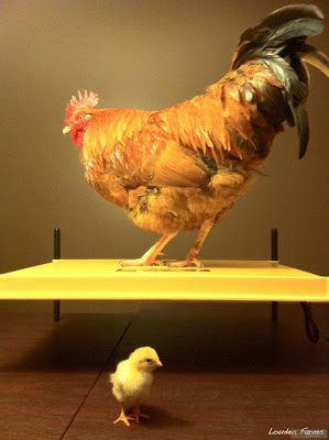 Max and (St)Eve live happily ever after with the Louden family, who have graciously continued (St)Eve’s photo journal every day this year. A Year in the Life of a Chicken, can be viewed on my Facebook page and on the Louden Farms Facebook timeline. I am confident we will continue to enjoy frequent updates about the boys from Jen and am grateful for her generosity and good humor in this endeavor and always. Max and (St)Eve live happily ever after with the Louden family, who have graciously continued (St)Eve’s photo journal every day this year. A Year in the Life of a Chicken, can be viewed on my Facebook page and on the Louden Farms Facebook timeline. I am confident we will continue to enjoy frequent updates about the boys from Jen and am grateful for her generosity and good humor in this endeavor and always.