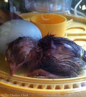 I named the chick "Eve" for obvious reasons, hoping that the power of positive thinking would will the chick to be female and that a part of Max could stay with me. I named the chick "Eve" for obvious reasons, hoping that the power of positive thinking would will the chick to be female and that a part of Max could stay with me.