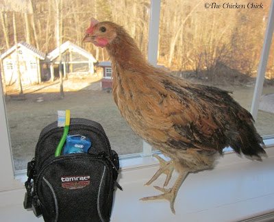 I started referring to the chick as “(St)Eve," being unwilling to concede too soon that the chick might be a cockerel. By the time it became undeniable, the name with its unique spelling had become part of his identity. I started referring to the chick as “(St)Eve," being unwilling to concede too soon that the chick might be a cockerel. By the time it became undeniable, the name with its unique spelling had become part of his identity.