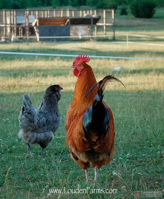 Max and (St)Eve live happily ever after with the Louden family, who have graciously continued (St)Eve’s photo journal every day this year. A Year in the Life of a Chicken, can be viewed on my Facebook page and on the Louden Farms Facebook timeline. I am confident we will continue to enjoy frequent updates about the boys from Jen and am grateful for her generosity and good humor in this endeavor and always. Max and (St)Eve live happily ever after with the Louden family, who have graciously continued (St)Eve’s photo journal every day this year. A Year in the Life of a Chicken, can be viewed on my Facebook page and on the Louden Farms Facebook timeline. I am confident we will continue to enjoy frequent updates about the boys from Jen and am grateful for her generosity and good humor in this endeavor and always.