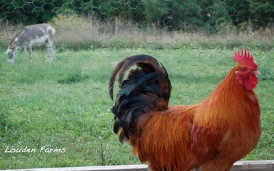 Max and (St)Eve live happily ever after with the Louden family, who have graciously continued (St)Eve’s photo journal every day this year. A Year in the Life of a Chicken, can be viewed on my Facebook page and on the Louden Farms Facebook timeline. I am confident we will continue to enjoy frequent updates about the boys from Jen and am grateful for her generosity and good humor in this endeavor and always. Max and (St)Eve live happily ever after with the Louden family, who have graciously continued (St)Eve’s photo journal every day this year. A Year in the Life of a Chicken, can be viewed on my Facebook page and on the Louden Farms Facebook timeline. I am confident we will continue to enjoy frequent updates about the boys from Jen and am grateful for her generosity and good humor in this endeavor and always.