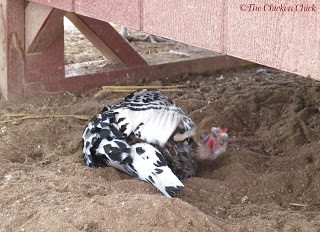 Winter dust bath in the sand, under the coop. As long as the sand stays dry it will remain loose and good for dust-bathing all year. Winter dust bath in the sand, under the coop. As long as the sand stays dry it will remain loose and good for dust-bathing all year.