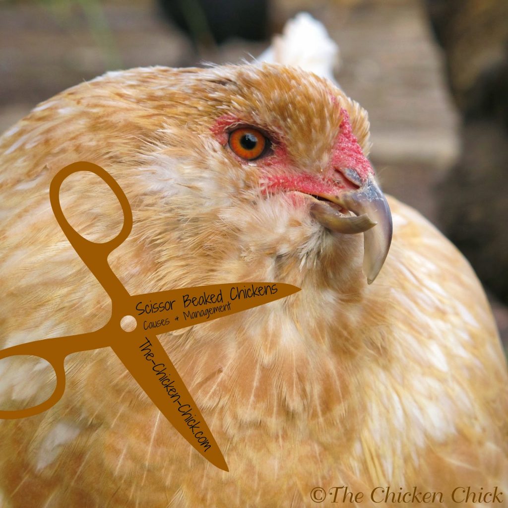 Chickens confined to a run should be provided with a hard object such as a rock or brick, for honing. Some beaks grow abnormally for a variety of reasons. These are commonly referred to as crooked, scissor or crossed beaks and a chicken with this condition ordinarily requires assistance maintaining its beak length and shape, as well as accommodations in eating and drinking. Chickens confined to a run should be provided with a hard object such as a rock or brick, for honing. Some beaks grow abnormally for a variety of reasons. These are commonly referred to as crooked, scissor or crossed beaks and a chicken with this condition ordinarily requires assistance maintaining its beak length and shape, as well as accommodations in eating and drinking.