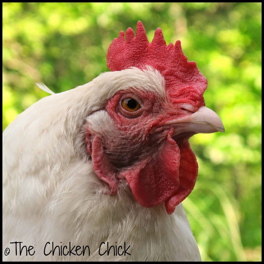 Repairing a Chicken's Broken Beak The Chicken Chick®