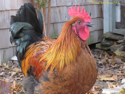 In July 2011, I hatched Max, a Black Copper Marans rooster, from an egg that was sent to me by Jen at Louden Farms. Before setting the eggs in the incubator, I knew I was going to have to re-home any roosters due to my neighbor's vocal aversion to crowing, but figured I'd generate an adoption plan for any roosters if and when it became necessary. In July 2011, I hatched Max, a Black Copper Marans rooster, from an egg that was sent to me by Jen at Louden Farms. Before setting the eggs in the incubator, I knew I was going to have to re-home any roosters due to my neighbor's vocal aversion to crowing, but figured I'd generate an adoption plan for any roosters if and when it became necessary.