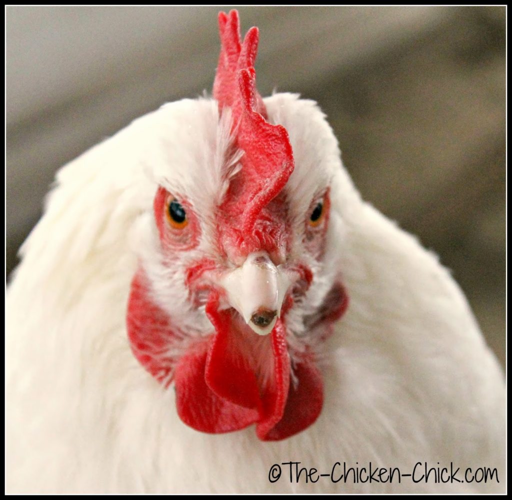 Marilyn Monroe (White Orpington hen) broke the tip of her beak. It will require filing as the outer edges are sharp. Marilyn Monroe (White Orpington hen) broke the tip of her beak. It will require filing as the outer edges are sharp.