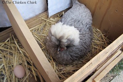 Sonny, my White Crested, Blue Polish pullet, was practicing for the big day. Her first egg was produced the next day. Sonny, my White Crested, Blue Polish pullet, was practicing for the big day. Her first egg was produced the next day.