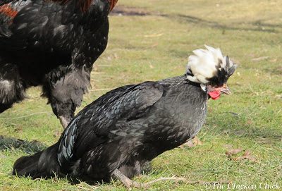 Submissive squat, preparing for mating. Submissive squat, preparing for mating.