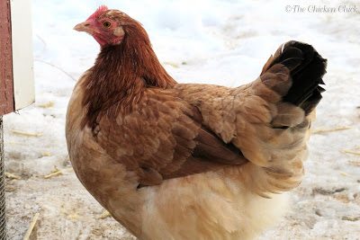 This photo of Gilda, my Wheaten Marans, was taken 5 weeks prior to the one below. This photo of Gilda, my Wheaten Marans, was taken 5 weeks prior to the one below.