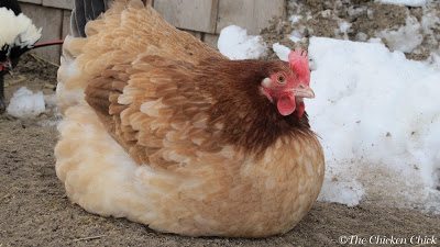In five weeks, Gilda's comb and wattles have tripled in size and darkened. I expect an egg from her any day now. In five weeks, Gilda's comb and wattles have tripled in size and darkened. I expect an egg from her any day now.