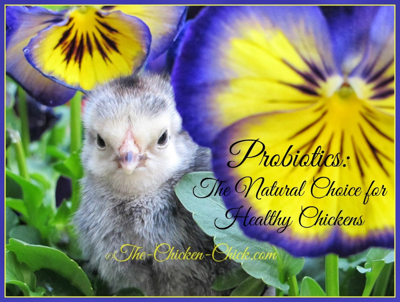 Probiotics, A Natural Choice for Healthy Chickens The Chicken Chick®