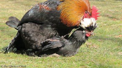 "Treading" is the term used for the way a rooster stands on a hen's back during mating. "Treading" is the term used for the way a rooster stands on a hen's back during mating.