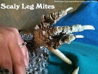 A severe case of scaly leg mites: A severe case of scaly leg mites: