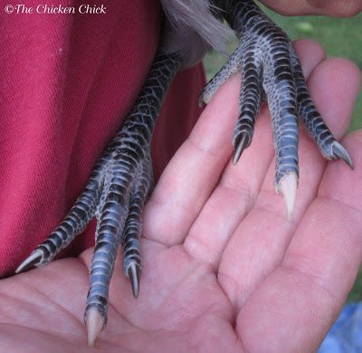 These are healthy leg scales on this Blue Ameraucana chicken. These are healthy leg scales on this Blue Ameraucana chicken.