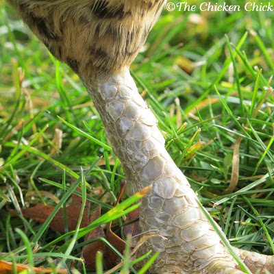 Healthy leg scales on a chicken's leg. Healthy leg scales on a chicken's leg.