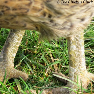Healthy leg scales on a chicken's legs. Healthy leg scales on a chicken's legs.