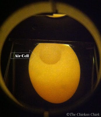 This egg was hours old. Candling reveals the small air cell. This egg was hours old. Candling reveals the small air cell.
