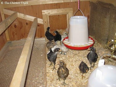 When chicks are moved, they will be confused and will require time to acclimate to the coop. They need time to adjust to the idea that the coop is their permanent home and the place to which they should return at night. For this reason, I recommend keeping them inside the coop for several weeks prior to allowing them access to the run. When chicks are moved, they will be confused and will require time to acclimate to the coop. They need time to adjust to the idea that the coop is their permanent home and the place to which they should return at night. For this reason, I recommend keeping them inside the coop for several weeks prior to allowing them access to the run.