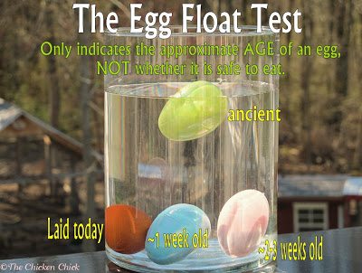Only the brown egg was laid by a hen, the others were left by the Easter Bunny. Only the brown egg was laid by a hen, the others were left by the Easter Bunny.
