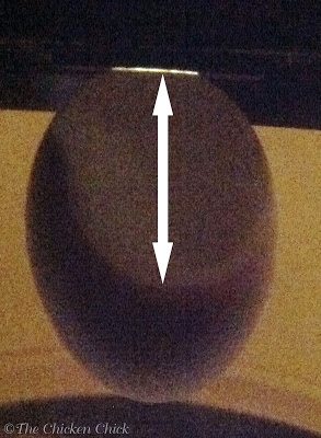 This egg is no less than 25 days old. The air cell extends most of the length of the egg. It has been incubating for 19 days & is expected to hatch in 2 days. This egg is no less than 25 days old. The air cell extends most of the length of the egg. It has been incubating for 19 days & is expected to hatch in 2 days.