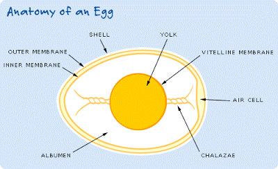 Anatomy of an Egg Anatomy of an Egg