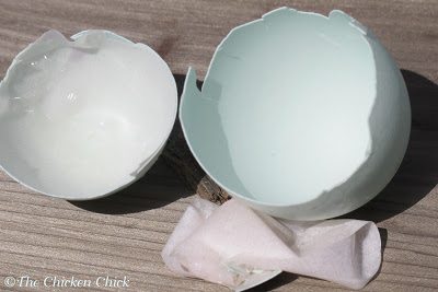 One of the membranes has been removed from the shell on the right. One of the membranes has been removed from the shell on the right.