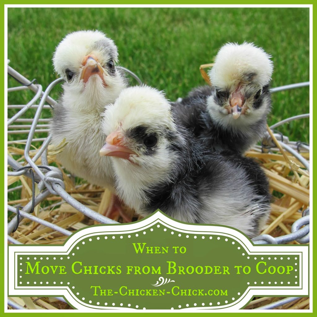 When to Move Chicks from Brooder to Chicken Coop The Chicken Chick®