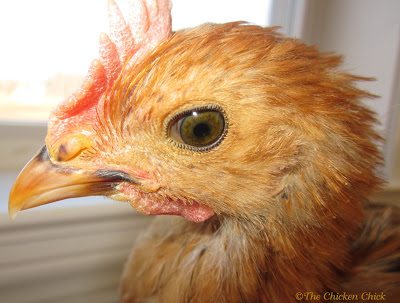 Chicken Anatomy: Nictitating Membrane, The Eyes Have it This is (St)Eve. He is the king of photo out-takes due to blinking.