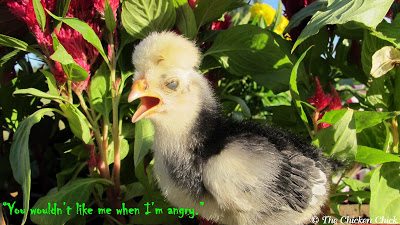 Chicken Anatomy: Nictitating Membrane, The Eyes Have it Nictitating membrane completely closed and Halloween spooky.