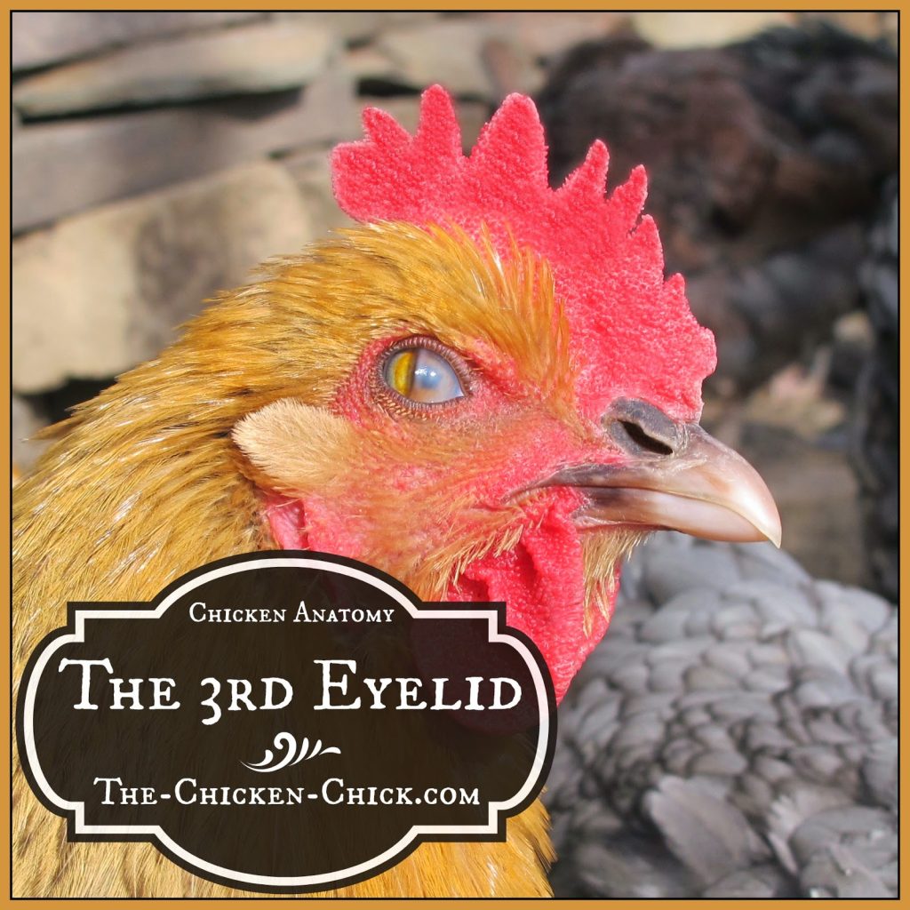 Chicken Anatomy Nictitating Membrane The Chicken Chick®