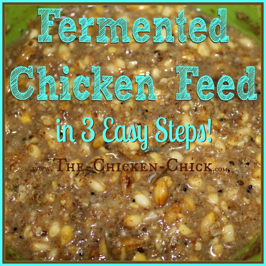 This article outlines the basic benefits of feed fermentation for backyard chickens and shows how to do it in 3 easy steps. Fermenting is easy and the advantages for chickens, significant. This article outlines the basic benefits of feed fermentation for backyard chickens and shows how to do it in 3 easy steps. Fermenting is easy and the advantages for chickens, significant.