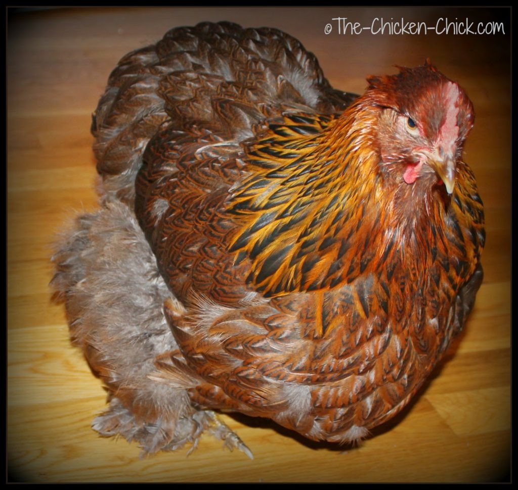 Bertha is a Partridge Cochin. She's actually not obese, she is just beautifully fully-feathered. Bertha is a Partridge Cochin. She's actually not obese, she is just beautifully fully-feathered.