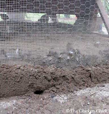 Burrow dug by some type of critter, could have been a rat, although there was no other evidence to support that theory. Burrow dug by some type of critter, could have been a rat, although there was no other evidence to support that theory.