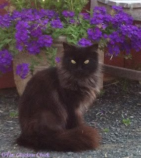 A good barn cat is worth its weight in gold as a mouser around the chicken coop A good barn cat is worth its weight in gold as a mouser around the chicken coop