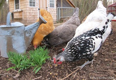 My chickens get small amounts of scratch occasionally. My chickens get small amounts of scratch occasionally.
