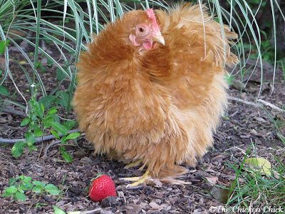 Cooked eggs are an outstanding source of protein for chickens, which is particularly helpful during a molt. Cooked eggs are an outstanding source of protein for chickens, which is particularly helpful during a molt.