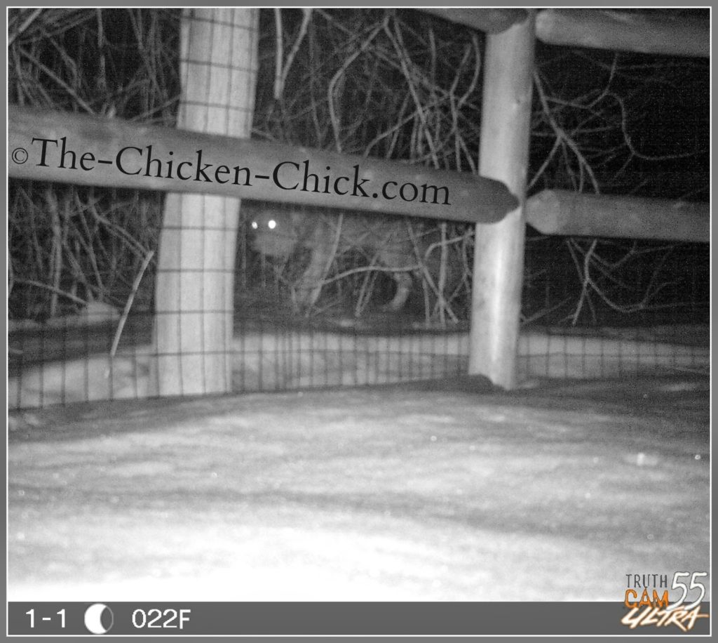 Knowing the type of predators and how they operate enables one to plan predator-specific defenses. A trail cam with night vision provides excellent reconnaissance as to predator types and patterns of behavior. Knowing the type of predators and how they operate enables one to plan predator-specific defenses. A trail cam with night vision provides excellent reconnaissance as to predator types and patterns of behavior.