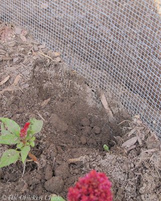 To deter digging predators, dig a 12" trench all the way around the perimeter of the coop, burying the hardware cloth. Dirt floors should have hardware cloth buried at least 12" beneath them. An alternative to a trench is to extend a 12" hardware cloth apron out from the perimeter of the run. An apron isn't as effective as a trench, but will provide a degree of security from less ambitious digging critters. Burrowing predators can be deterred by buried hardware cloth.