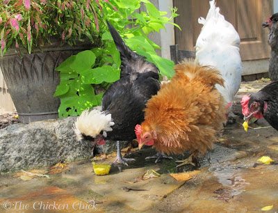To say that my chickens were a little leery of this new treat would be an understatement, but that's par for the course with chickens- they just need a little time to become comfortable with any new situation. I placed the serving bowl in the stream of cold, running water from the garden hose in order to cool their feet as they enjoyed their snack. The serving bowl acted more like take-out window, however, as they promptly removed the EggPops, dropping them on the ground. To say that my chickens were a little leery of this new treat would be an understatement, but that's par for the course with chickens- they just need a little time to become comfortable with any new situation. I placed the serving bowl in the stream of cold, running water from the garden hose in order to cool their feet as they enjoyed their snack. The serving bowl acted more like take-out window, however, as they promptly removed the EggPops, dropping them on the ground.