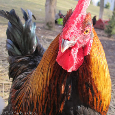 Many animals make excellent flock guardians, including geese, llamas, donkeys, guineas and certain breeds of dog, including Great Pyrenees, Shepherds and Akbash. Roosters are attentive, early warning systems, alerting flock-mates to take cover when danger is nearby; many a rooster has sacrificed his own life battling a predator in defense of his hens. Roosters are good early warning alarms for predators in a chicken yard.