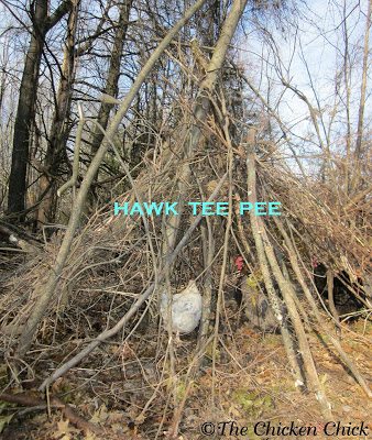 A free-range flock is at higher risk of predation than confined birds. Providing natural and artificial cover in the form of bushes, boxes, branches will provide a degree of security and safe-haven when predators are detected. A free-range flock is at higher risk of predation than confined birds. Providing natural and artificial cover in the form of bushes, boxes, branches will provide a degree of security and safe-haven when predators are detected.