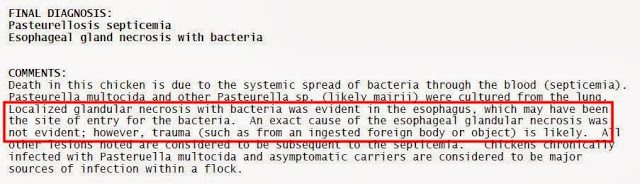 Brutus' infection likely entered through his esophagus, which may have been injured, although injury was not confirmed at necropsy. Brutus' infection likely entered through his esophagus, which may have been injured, although injury was not confirmed at necropsy.