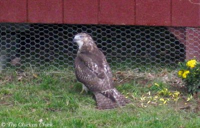 Make sure the coop and run are predator proof. Make sure the coop and run are predator proof.